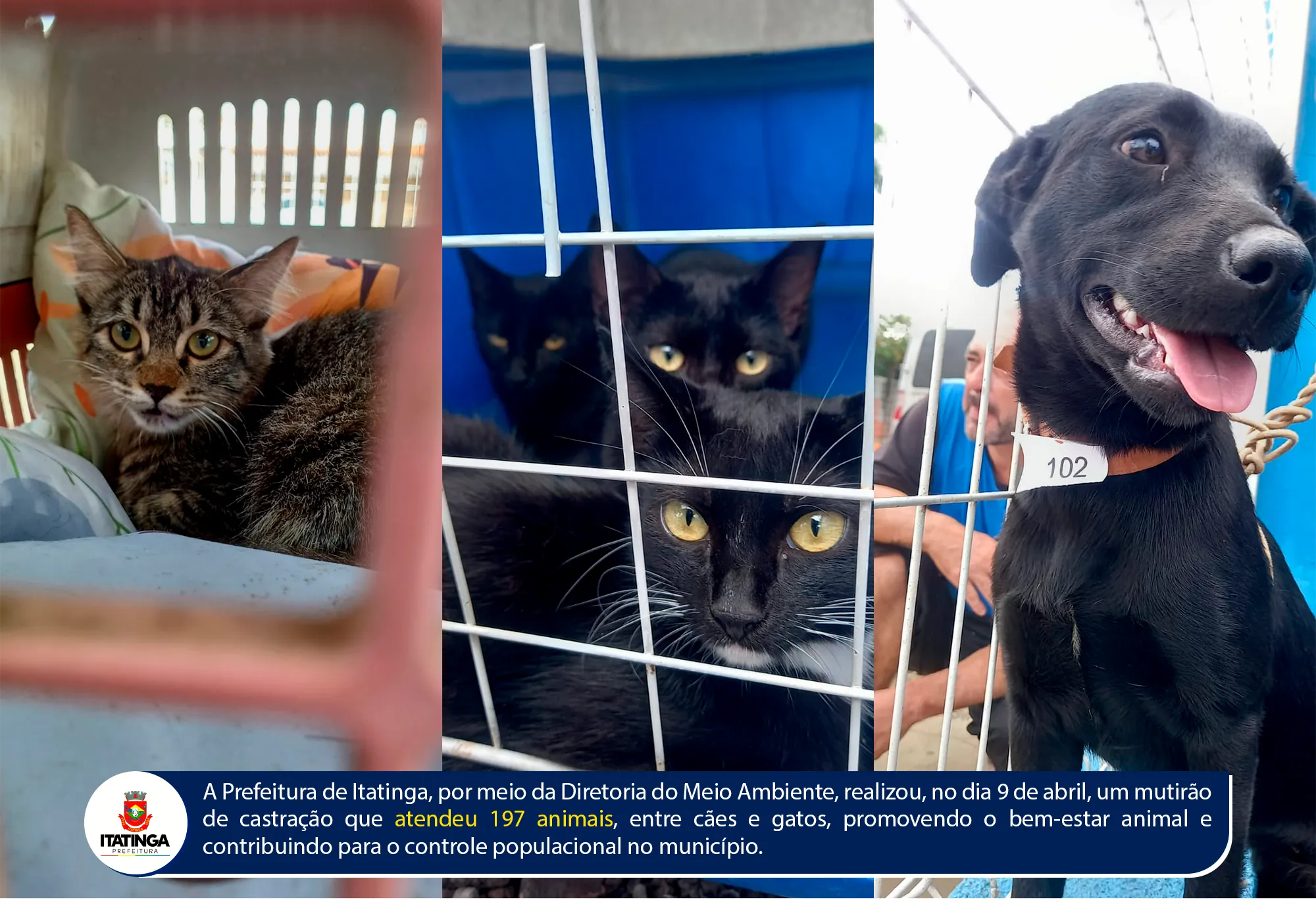 ITATINGA REALIZA MUTIRÃO DE CASTRAÇÃO E ATENDE 197 ANIMAIS